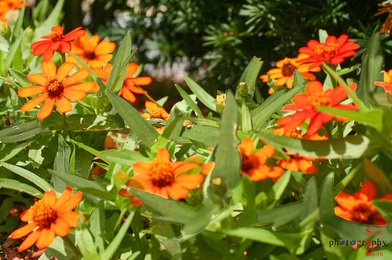 Orange Daisey(1).jpg
