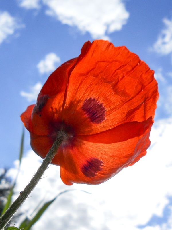 Orange Poppy-DSCN0989.jpg