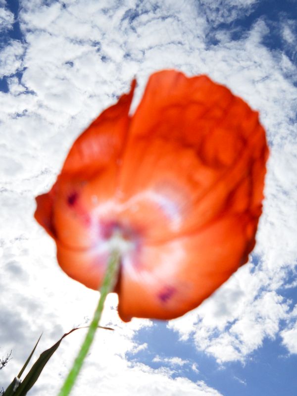 Orange Poppy-DSCN0990.jpg