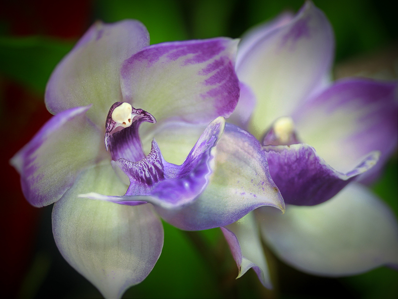 Orchid -7947(1).jpg