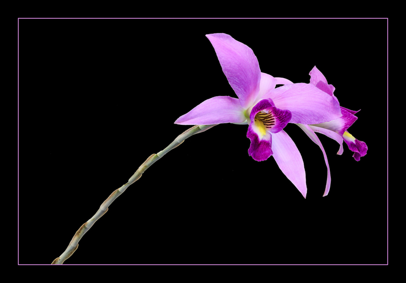 Orchid-(1).jpg