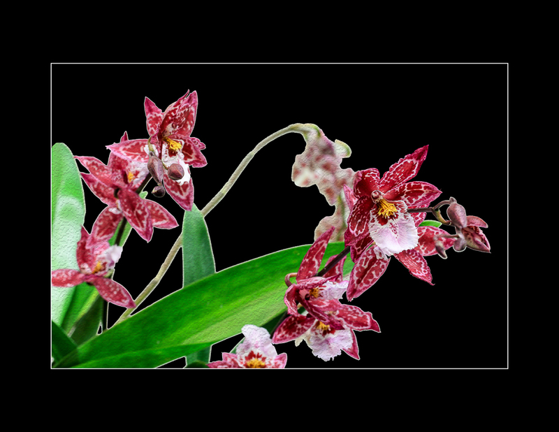 Orchid-0315(1).jpg