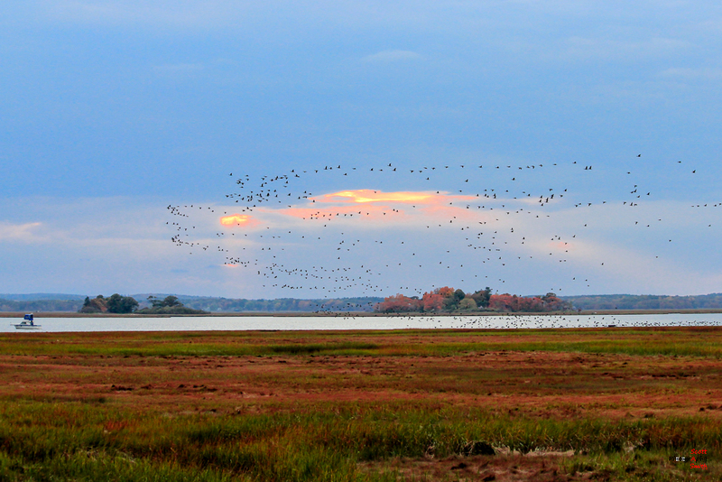 Parker River Wildlife Refuge_MG_1898(1).jpg