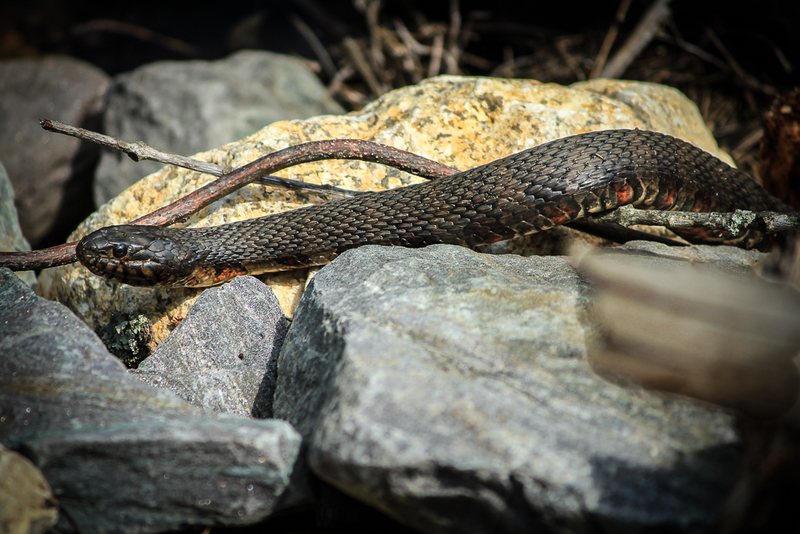 Sneaky Snake-6739(1).jpg