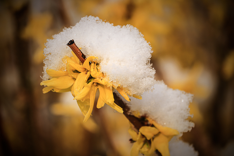 Snow on Forsythias-4558(1).jpg