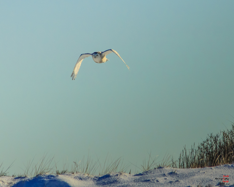 Snowy Owl on the Beach-IMG_8406(1).jpg