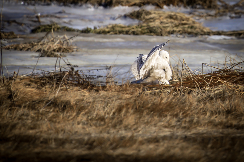 Snowy Owl-(1).jpg