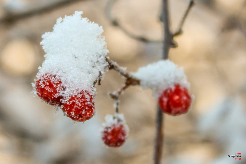 Spring Berries-IMG_2646(1).jpg