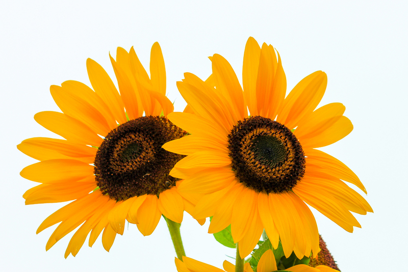 Sunflower 3-9268(1).jpg