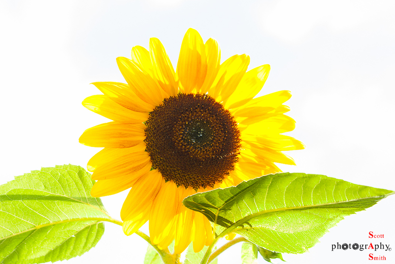 Sunflower(1).jpg