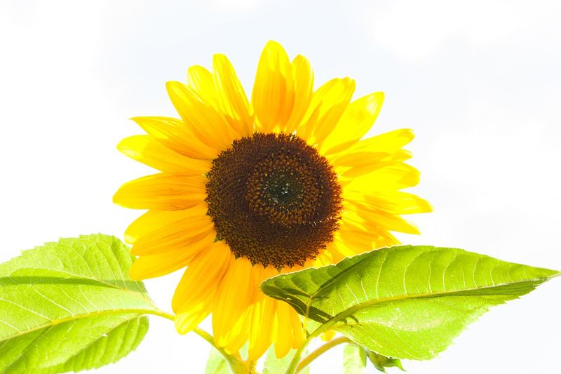 Sunflower.jpg