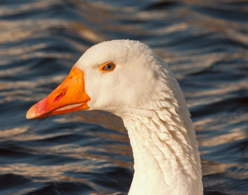 Swans Eye-CRW_7504.jpg