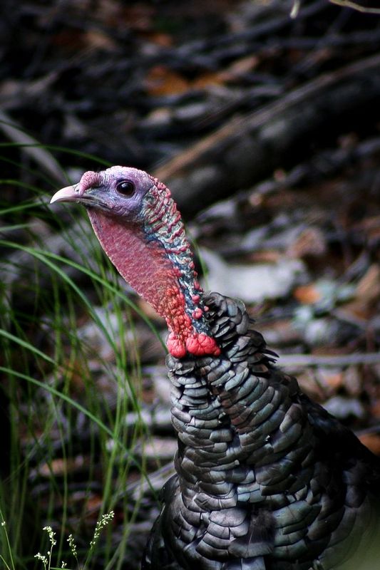 Thanksgiving Turkey-Img_0409.jpg