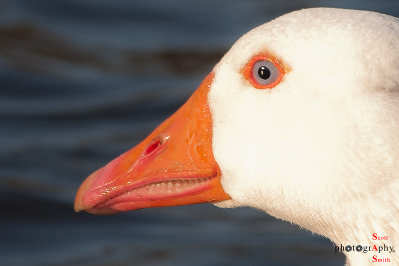The Swan(1).jpg