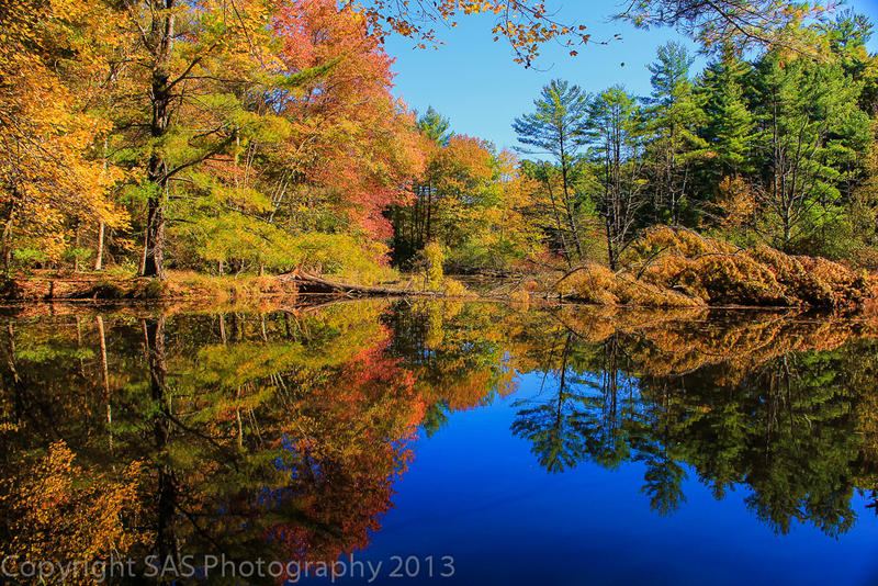Tranquil Pond(1).jpg