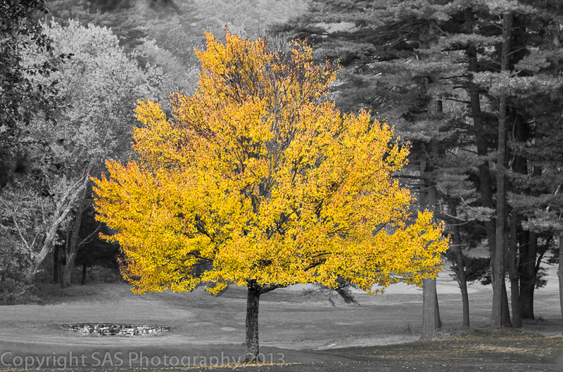 Tree of Gold 1(1).jpg