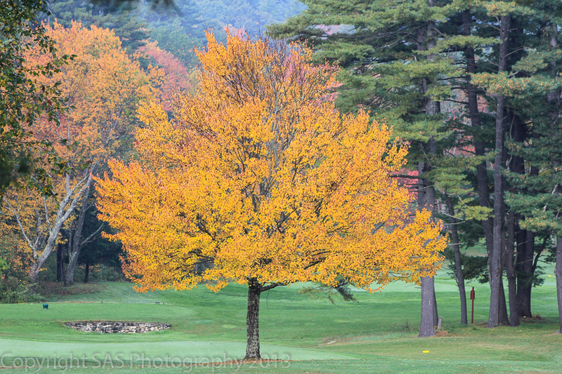 Tree of Gold(1).jpg