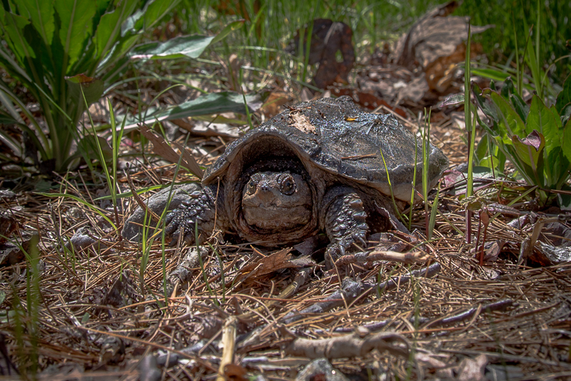 Turtle-IMG_2655(1).jpg