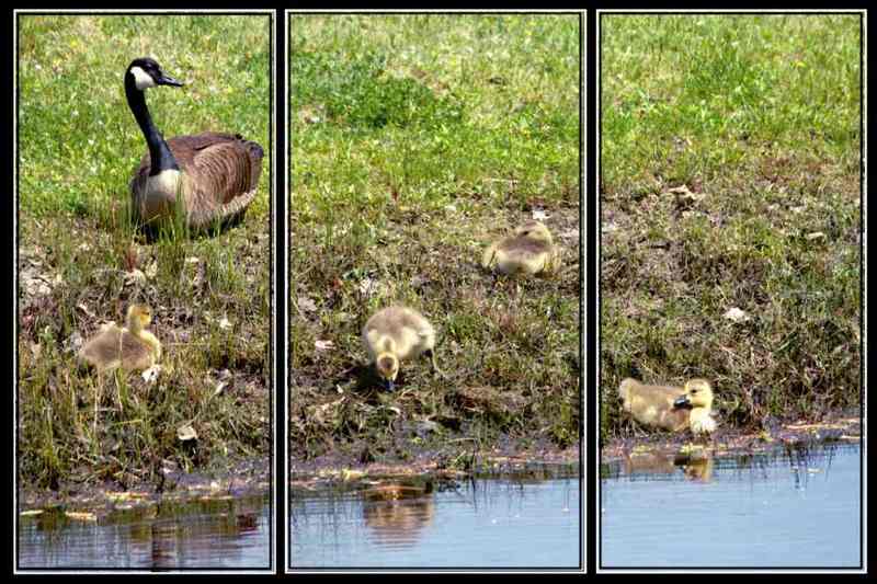 Under Mamas Watchful Eye-IMG_6348_pe(1).jpg