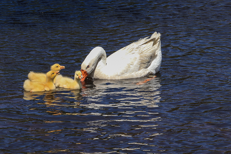 Under Mommas Watchful Eye-IMG_2081(1).jpg