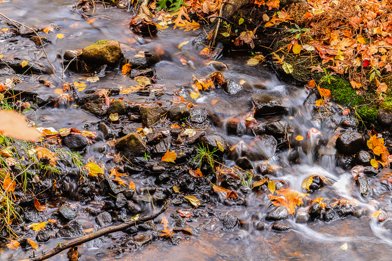Walk About Creek-IMG_3585-(1).jpg