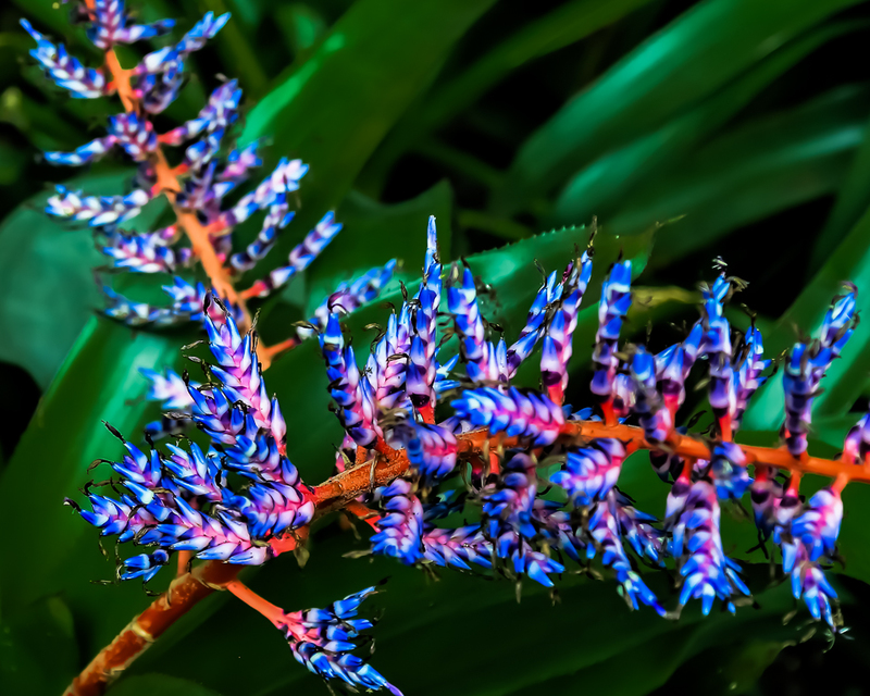 What Kinda Flower-IMG_7567(1).jpg