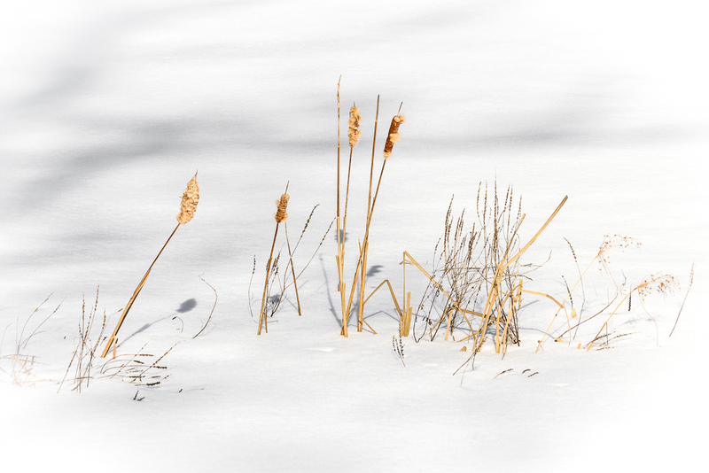 Winter Cat-o-Nine Tails(1).jpg