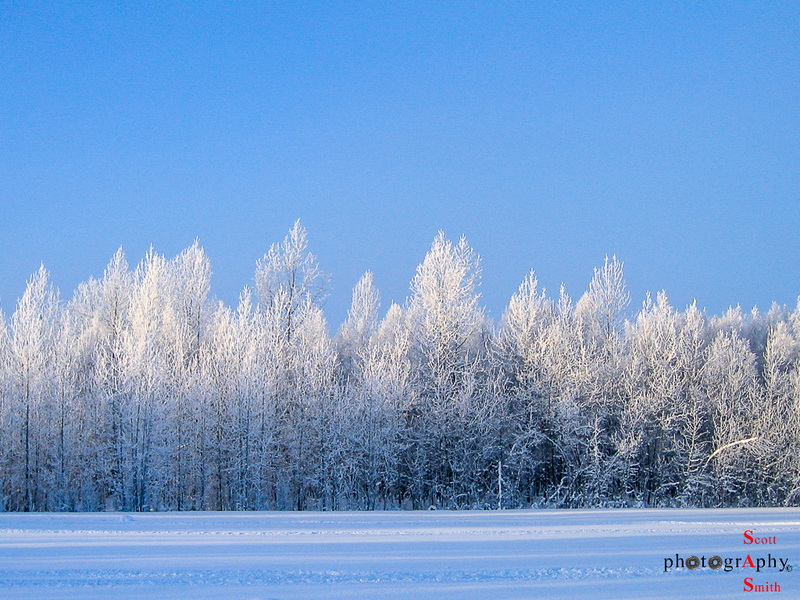 Winter Forest(1).jpg