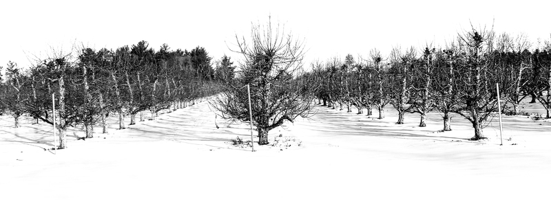 Winter_Orchard_Open_A_IMG_5367(1).jpg