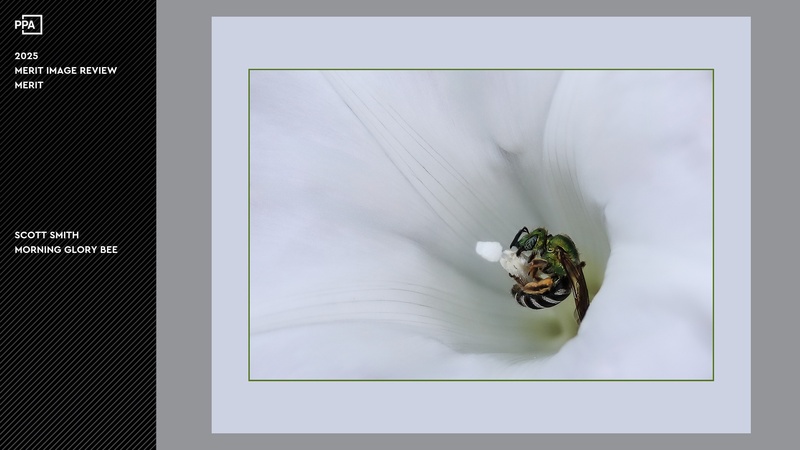 Morning Glory Bee.jpg