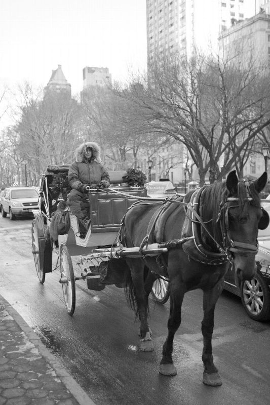 Horse and Cart on street by Central Park.jpg
