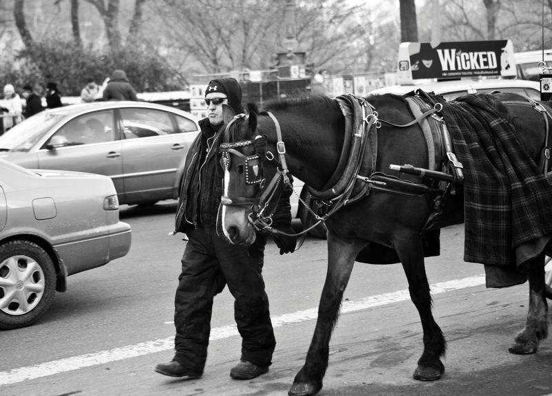 Horse and driver.jpg