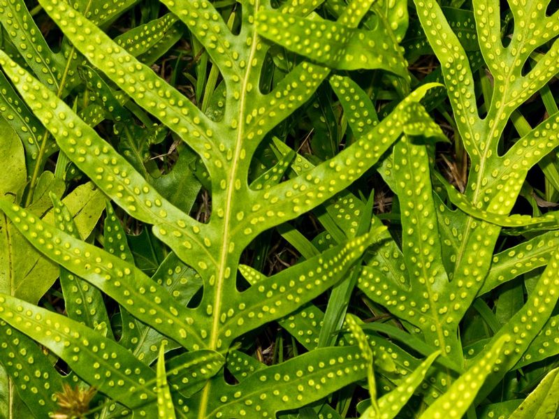 Leaves in forrest.jpg