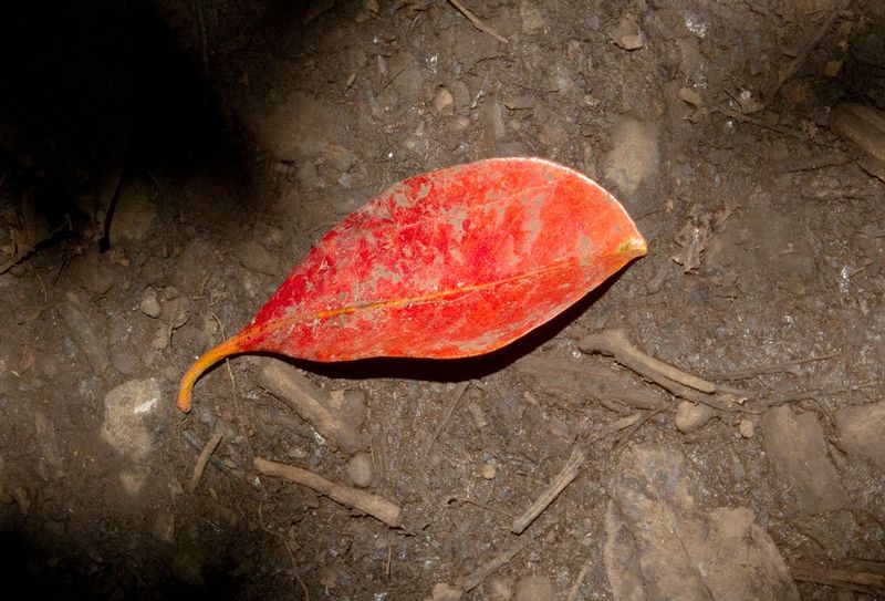 Lone red leaf in forrest.jpg