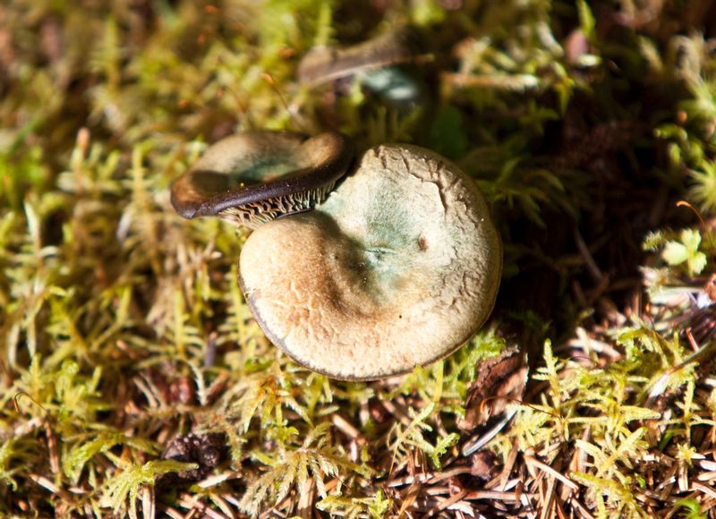 Mushroom in forrest1.jpg