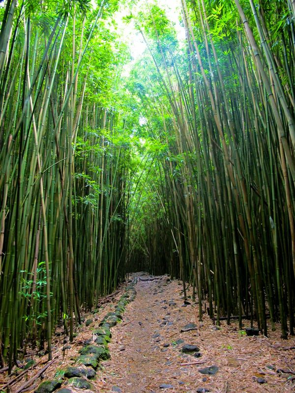 Path through bamboo forrest.jpg