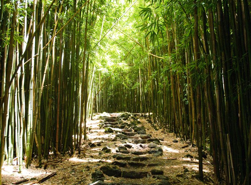 Path through garden forrest1.jpg