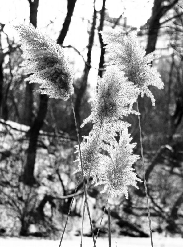 Plant in Central Park (BW).jpg