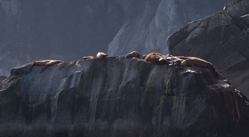 Seals on Rock1.jpg