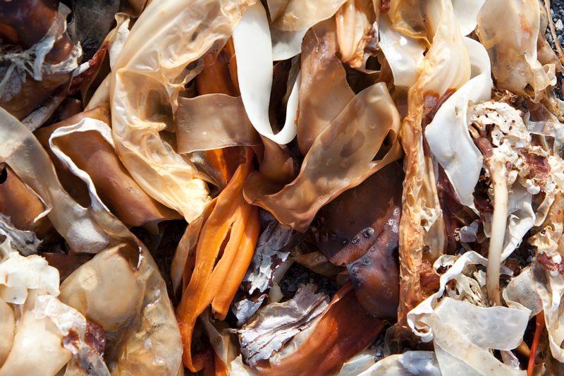 Seaweed on beach1.jpg