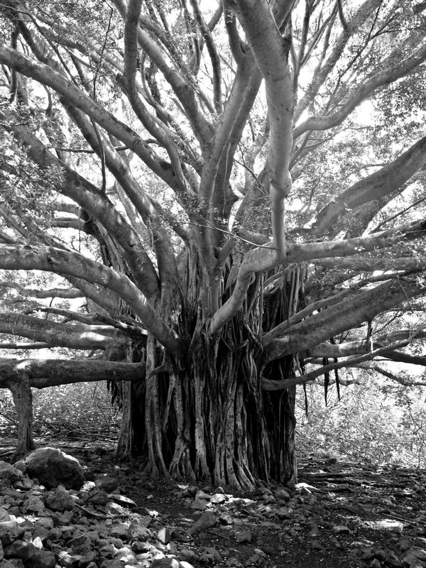 Tree in forrest1.jpg