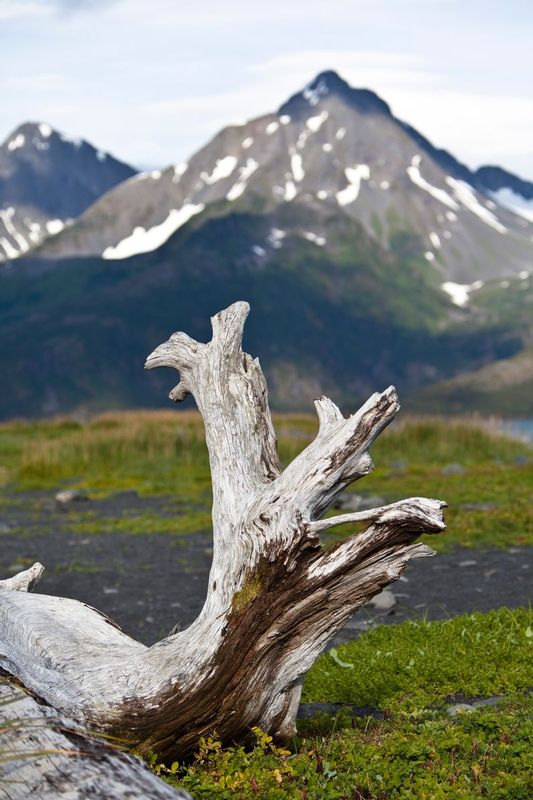 Tree in front of mountain1.jpg