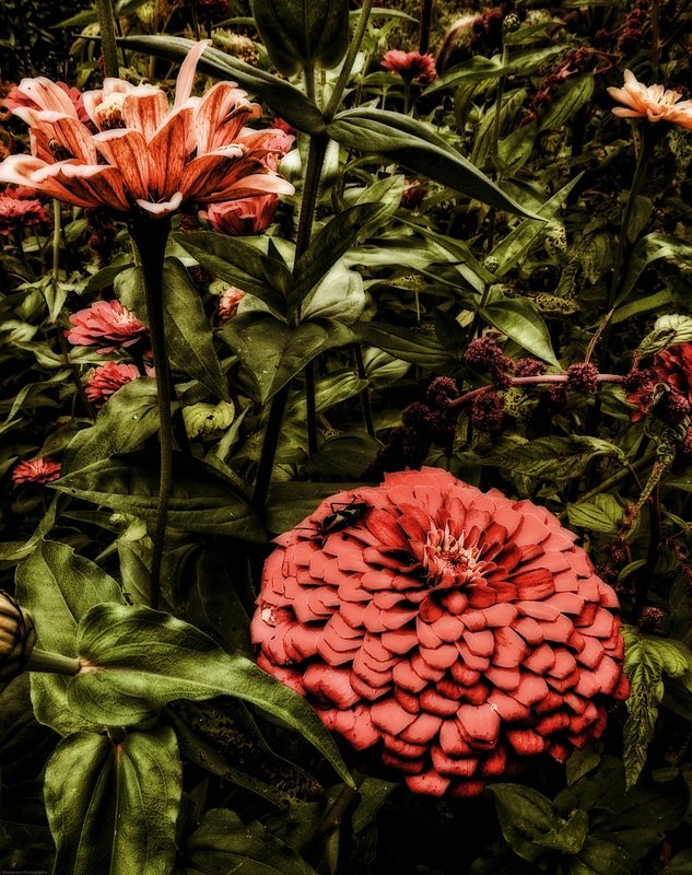 blitheworld Garden1.jpg