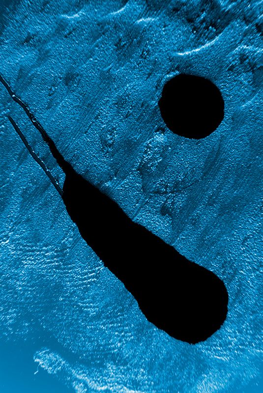 Kapli0108 blue.jpg