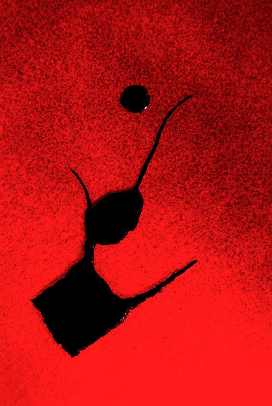 Kapli0138 red.jpg