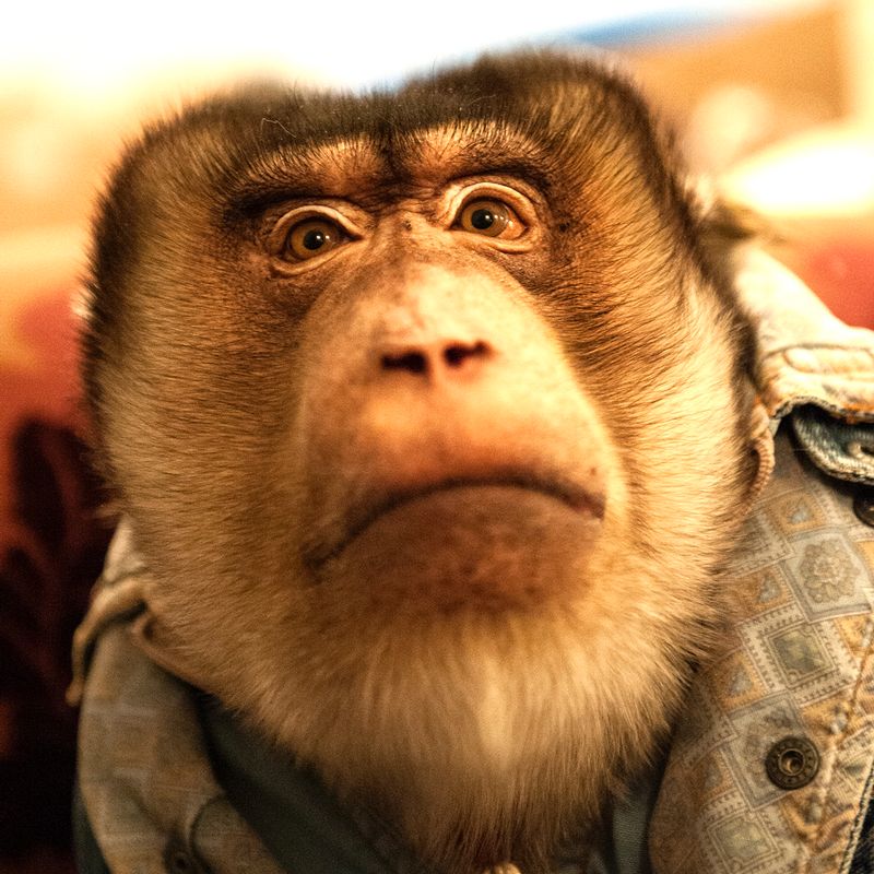 Monkey1549.jpg