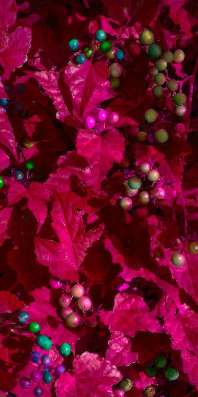 BerrieNegative.jpg :: I think the leaves were green and the berries were red - I like them better this way.