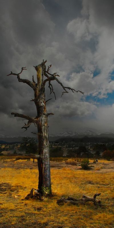 DeadWood.jpg ::  It was just standing there - has been here for many years - maybe not for much longer - I do not know if it has ever had its picture taken before - this may be the first and last time and the way it will be remembered for eternity - but on that day, to me, it was beautiful