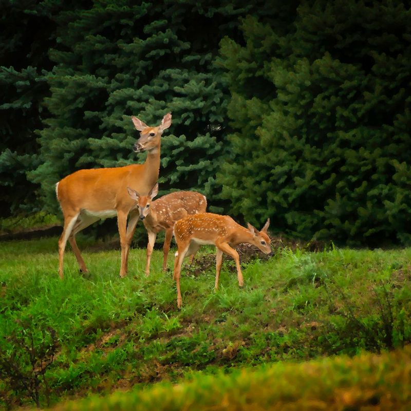 DearToMe_RF.jpg :: Mother and kids, they're everywhere - this may look like a national forest but it is actually a back yard of a home in a subdivision in a large community - we are infringing on their territory but it will ultimately be the mother and kids who suffer