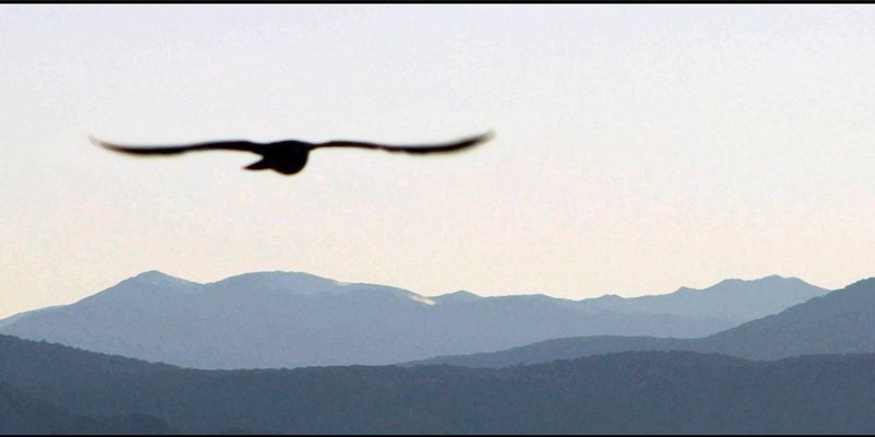 Eaglesflight.jpg :: You never know when you might see an inspiring image - in a box store parking lot in Colorado looking into the blue mountains and an Eagle flys in out of nowhere - fortunately my camera was nearby - I got the picture.